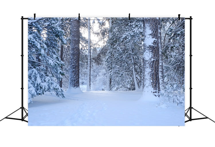 Snowy Woodland Trail Through Tall Pines Backdrop BRP9-227