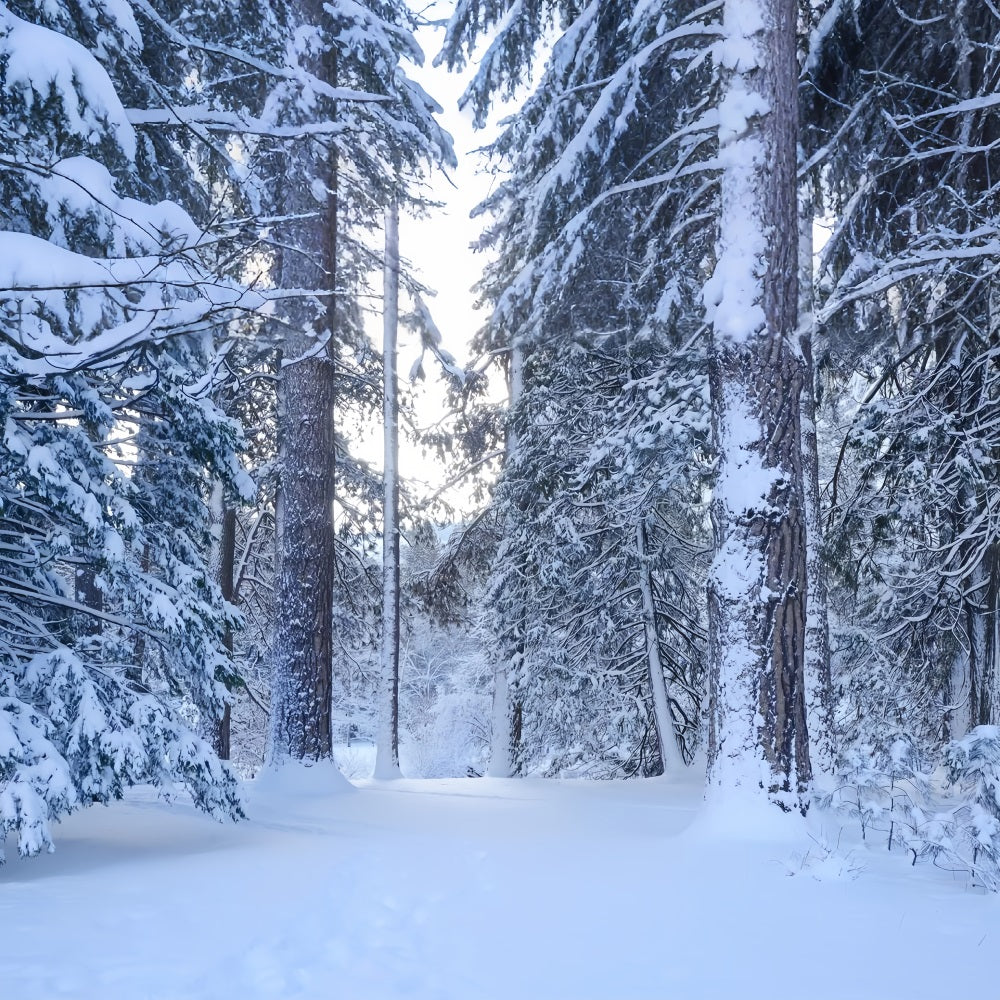 Snowy Woodland Trail Through Tall Pines Backdrop BRP9-227