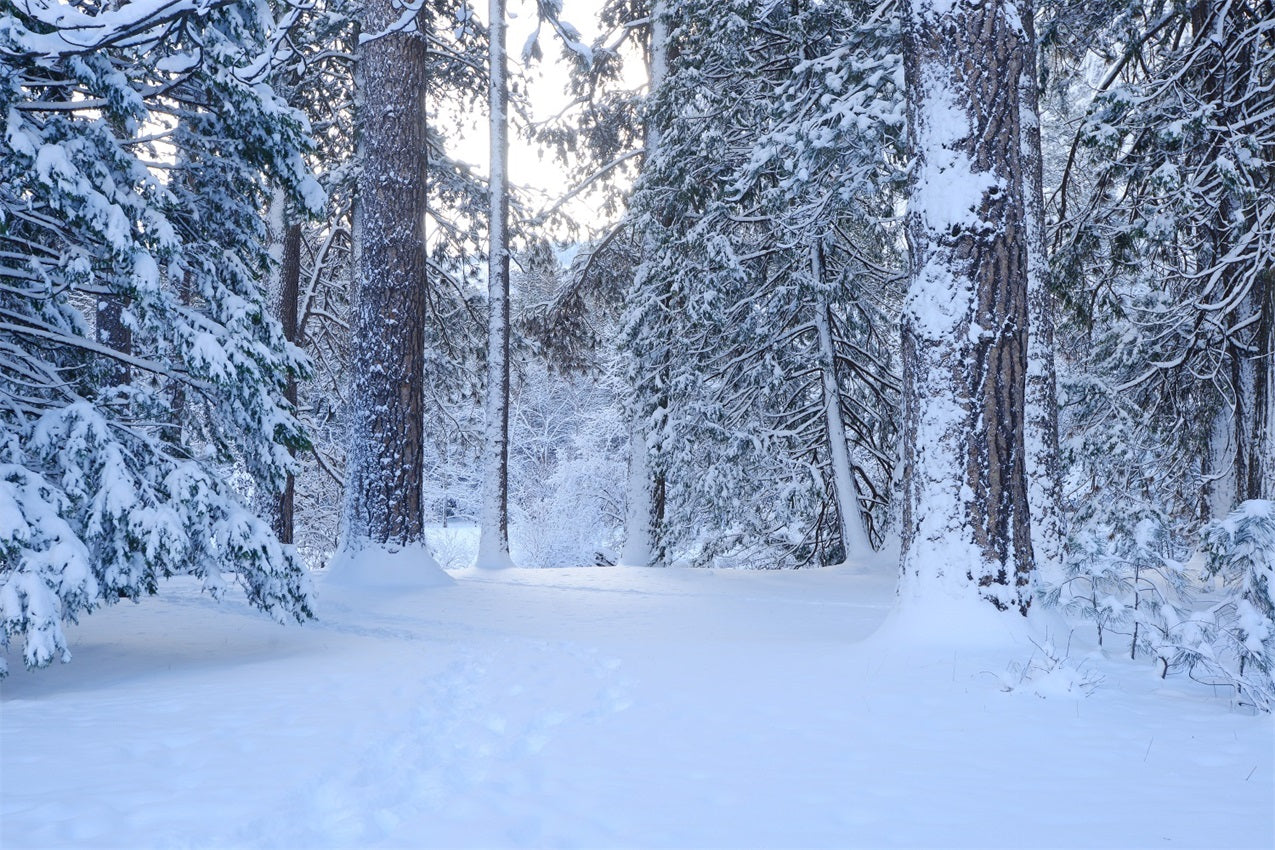 Snowy Woodland Trail Through Tall Pines Backdrop BRP9-227