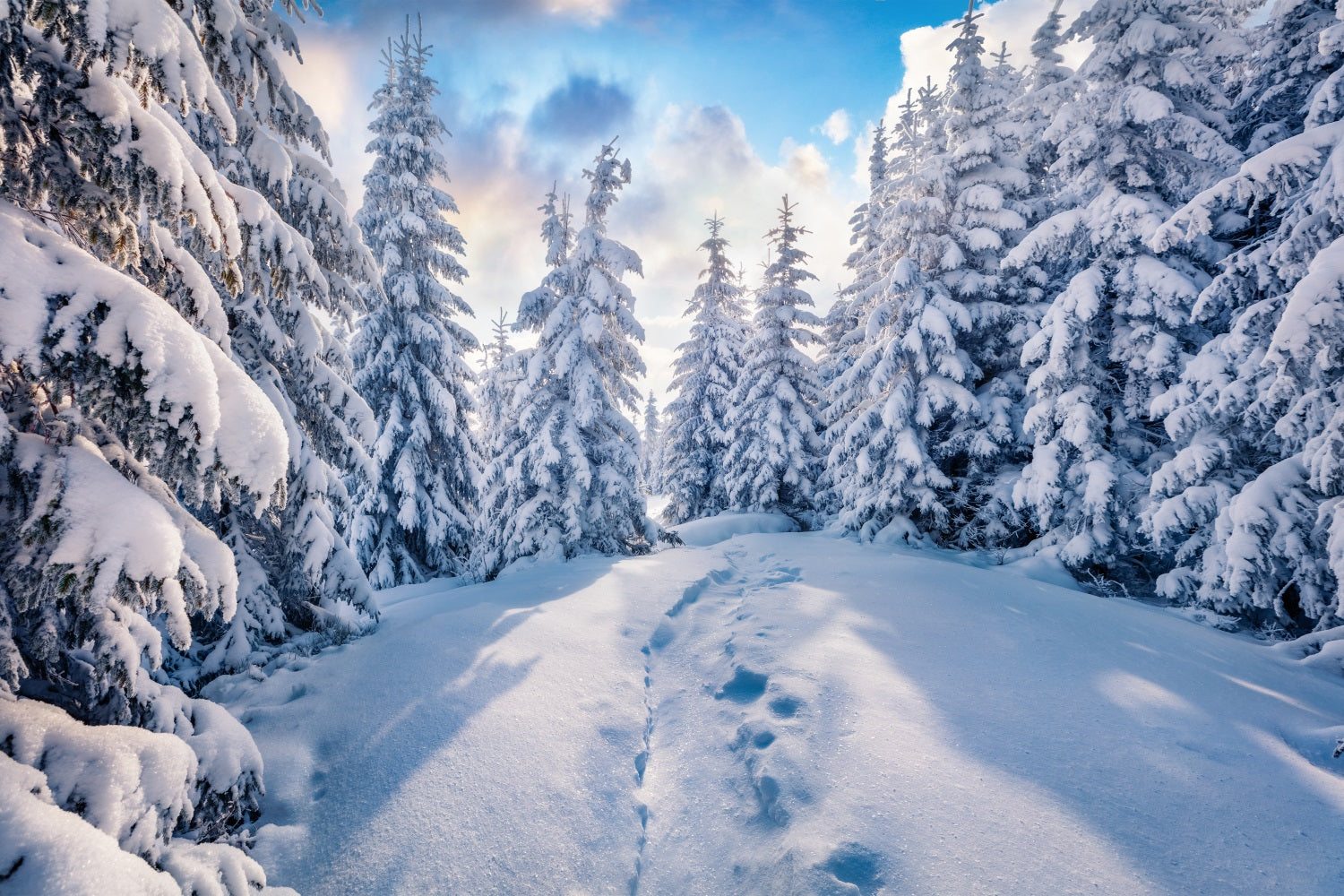 Winter Forest Clear Blue Sky Photography Backdrop BRP9-228