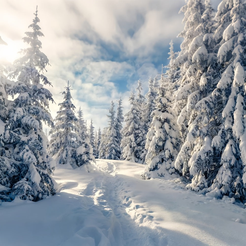 Winter Frosty Trees Clear Blue Sky Backdrop BRP9-229