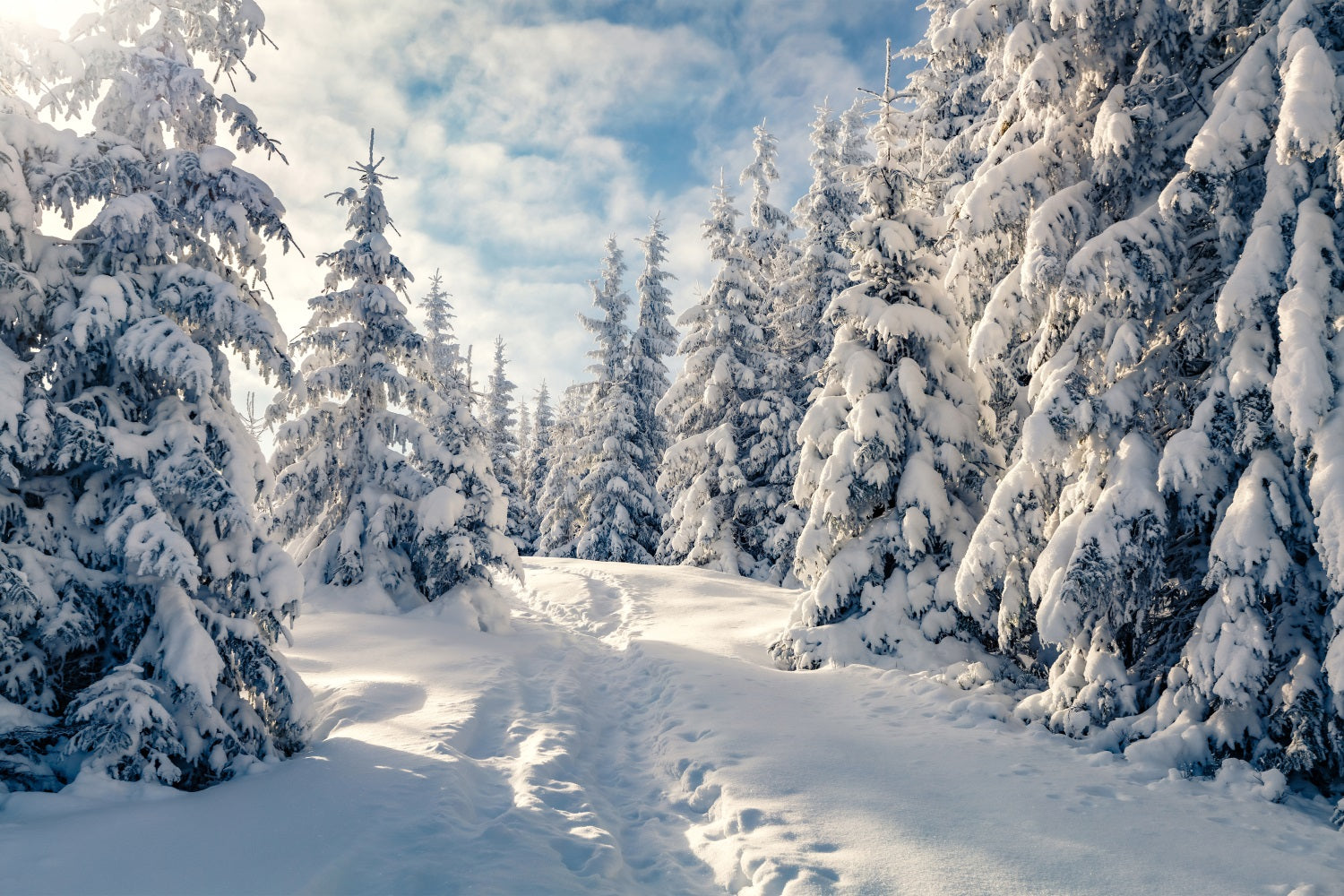 Winter Frosty Trees Clear Blue Sky Backdrop BRP9-229