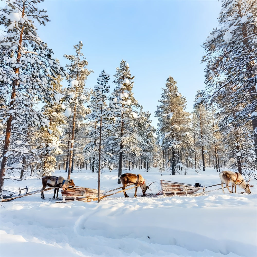 Reindeer Sledding Through Winter Pines Backdrop BRP9-326