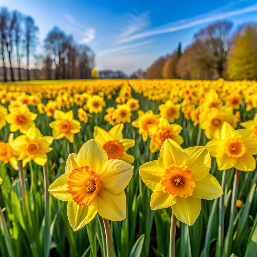 Daffodil Backdrop Bloom Floral Photo Backdrop CJJ2-3