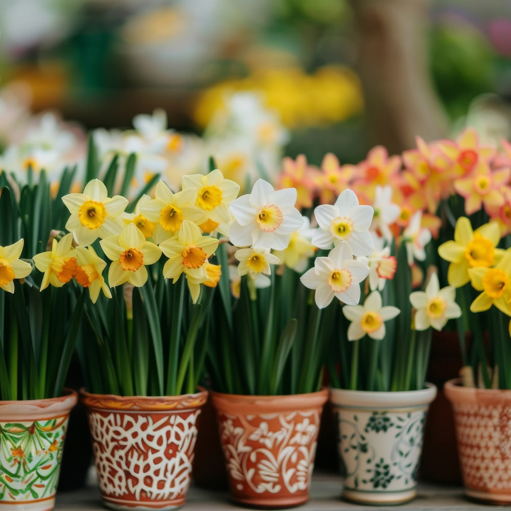 Daffodil Backdrop Potted Spring Flower Backdrops CJJ2-4