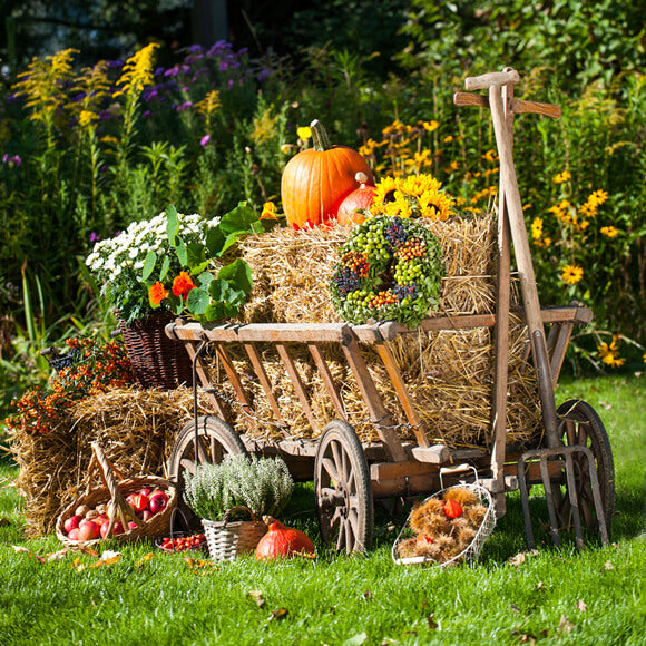 Farm Autumn Harvest Season Backdrop for Photography DBD-19066