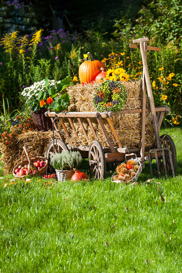 Farm Autumn Harvest Season Backdrop for Photography DBD-19066