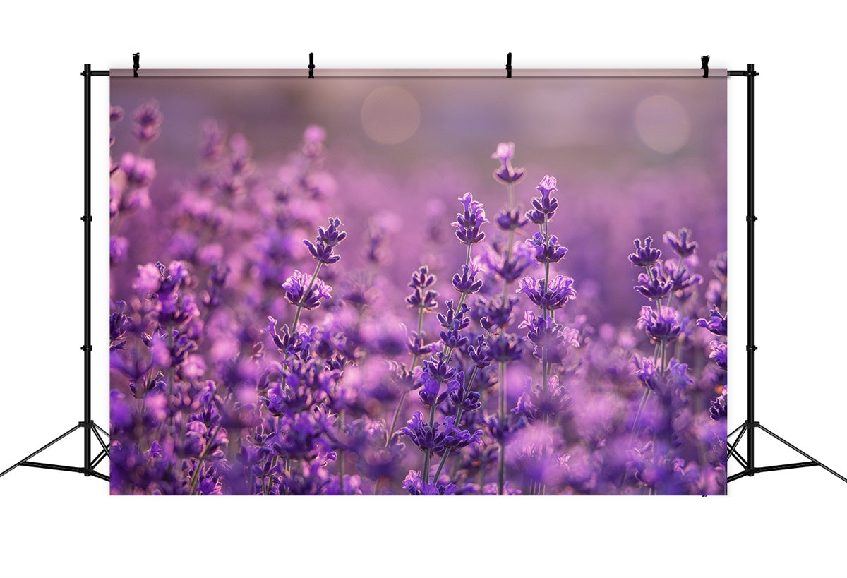 Purple Flowers Backdrop Gentle Violet Meadow Backdrop GTY3-32