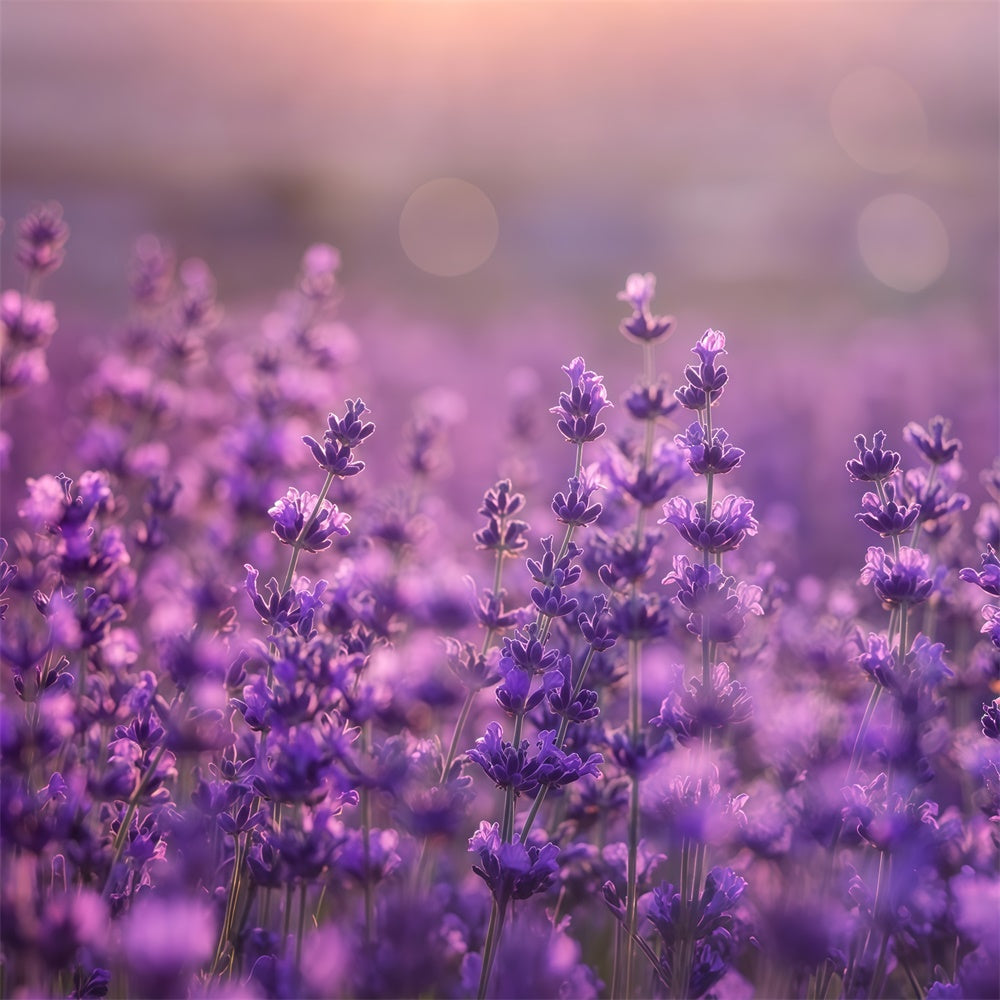 Purple Flowers Backdrop Gentle Violet Meadow Backdrop GTY3-32