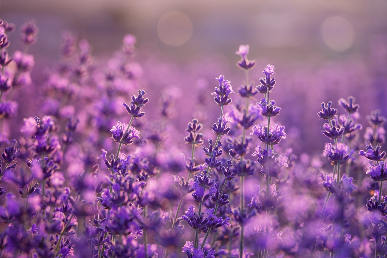 Purple Flowers Backdrop Gentle Violet Meadow Backdrop GTY3-32