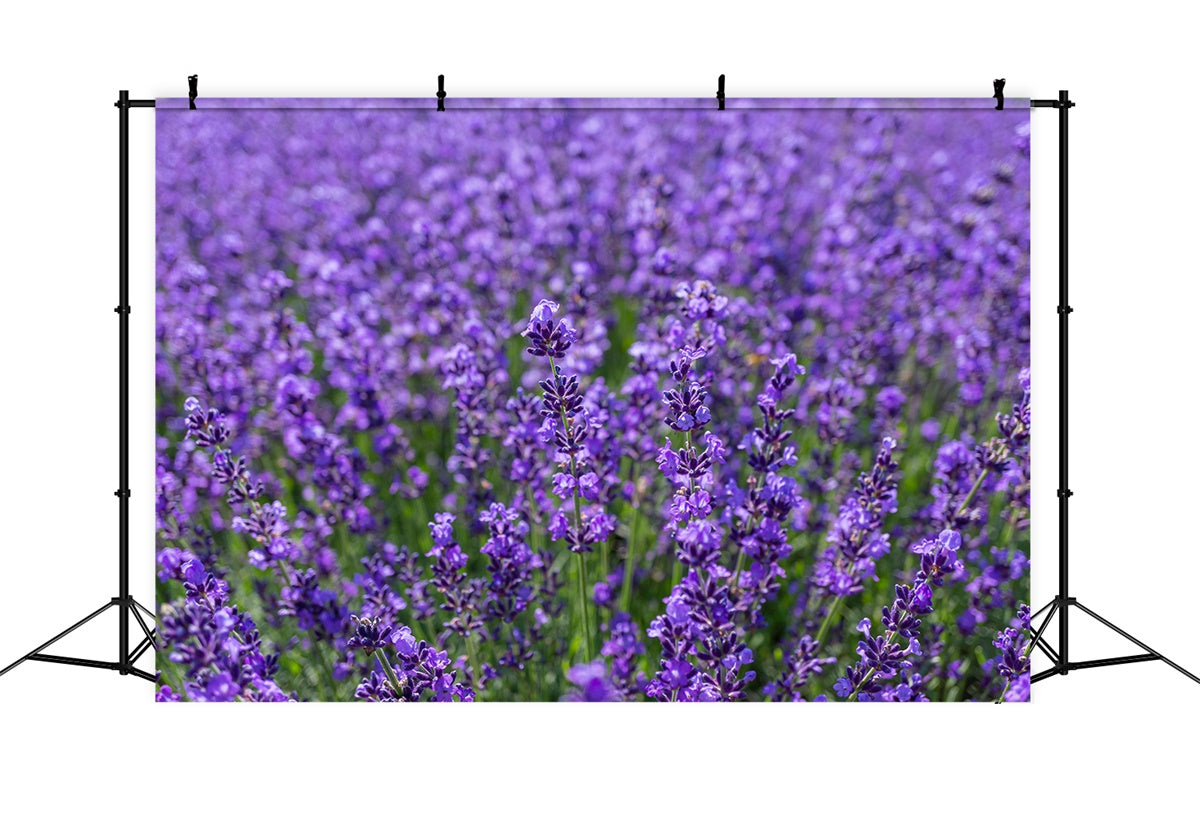 Flower Photo Backdrop Enchanting Lavender Expanse Backdrop GTY3-33