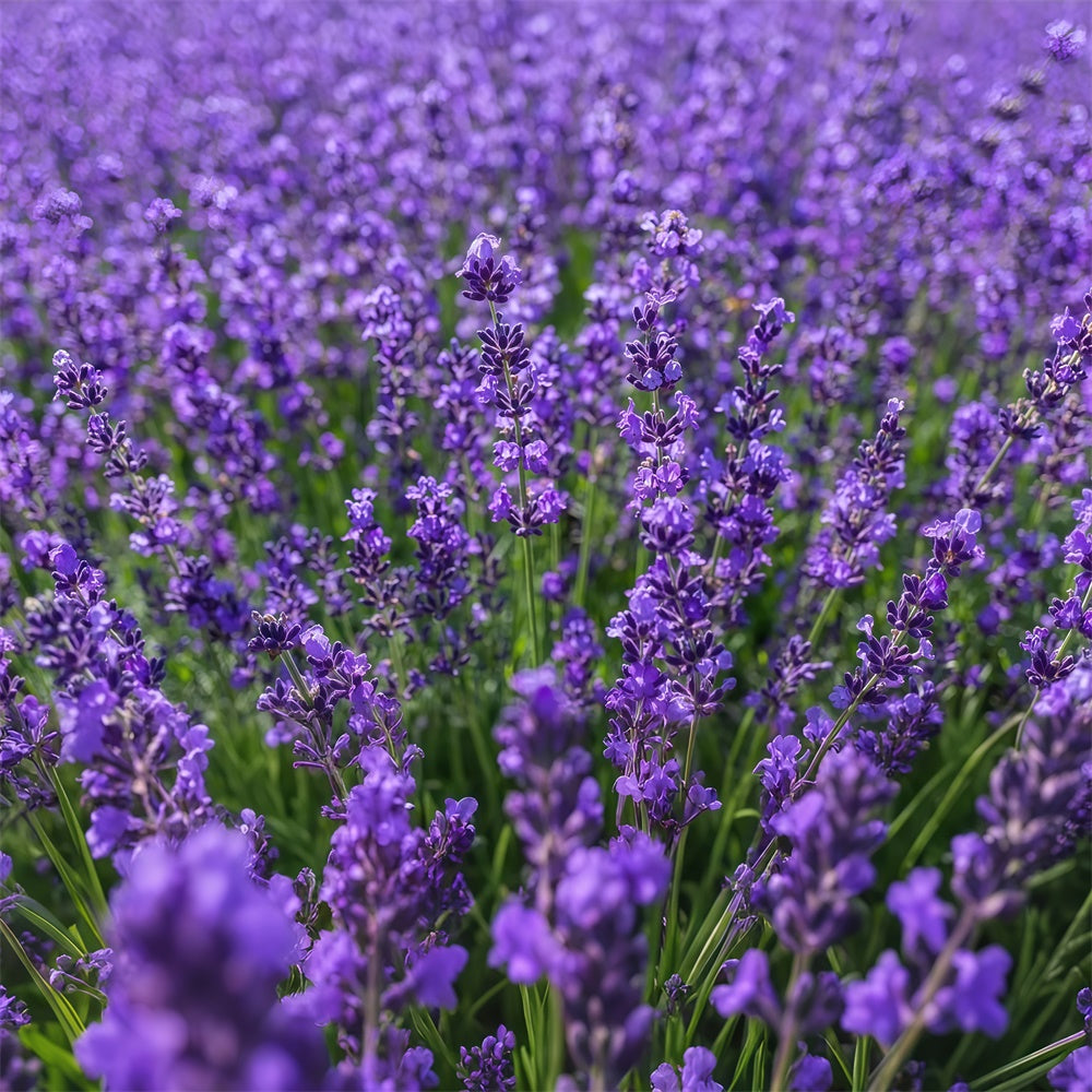 Flower Photo Backdrop Enchanting Lavender Expanse Backdrop GTY3-33