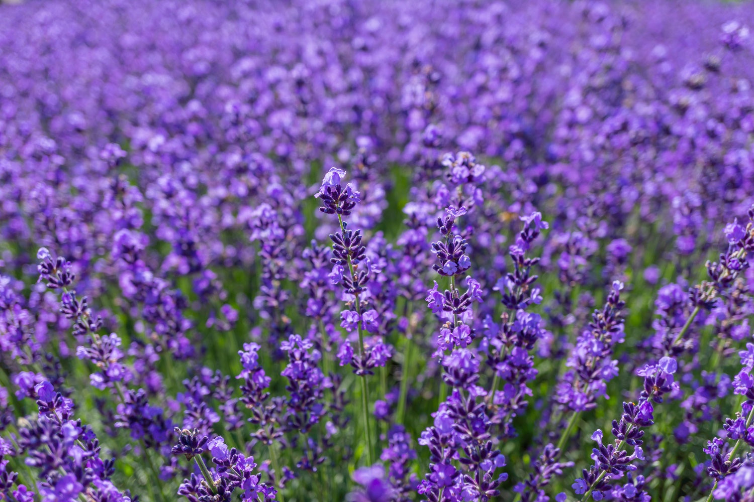 Flower Photo Backdrop Enchanting Lavender Expanse Backdrop GTY3-33