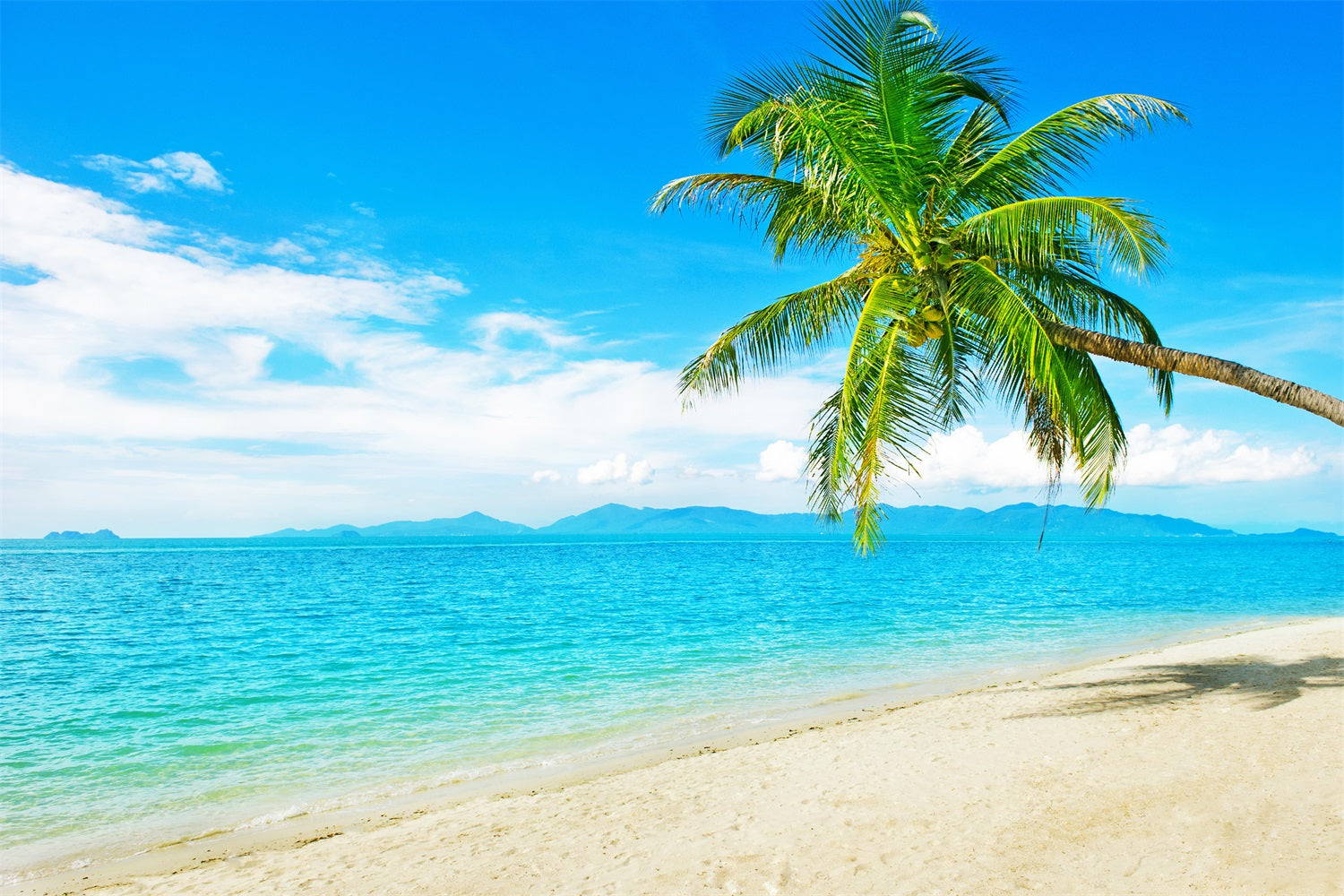 Ocean Sky Backdrop Sunny Beach Coconut Tree Backdrop LXX1-304