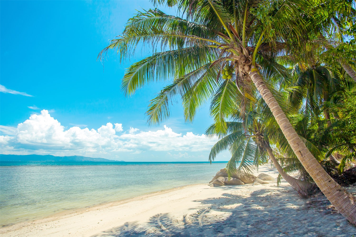 Cloudy Sky Backdrop Palm Tree Beach Landscape Backdrop LXX1-307