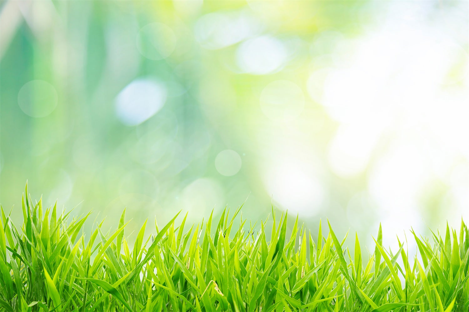 Early Spring Grass Emerging Sunny Bokeh Backdrop M1-60