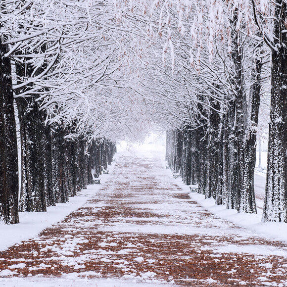 Winter Snowy Trees Walking Path Backdrop M10-08