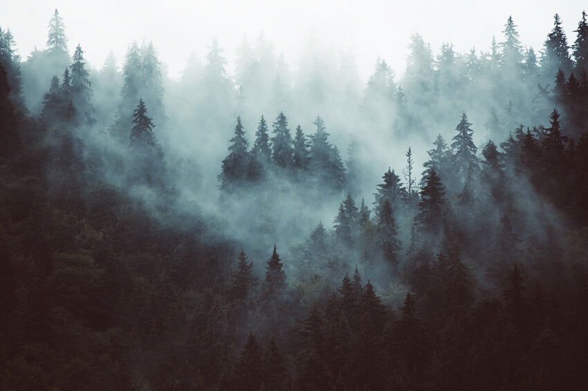 Winter Misty Forest Woodland Scenery Backdrop 