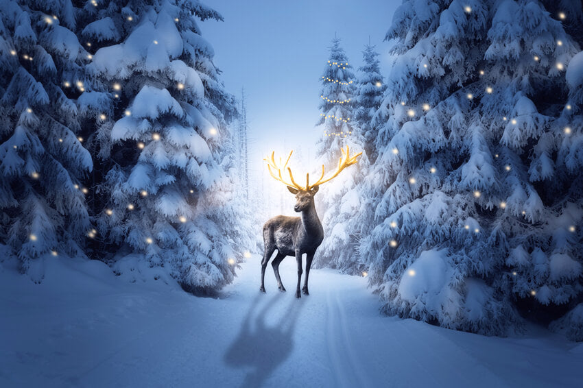 Winter Night Snowy Forest Deer Backdrop