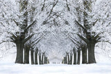 Winter Snowy Road Frozen Trees Backdrop