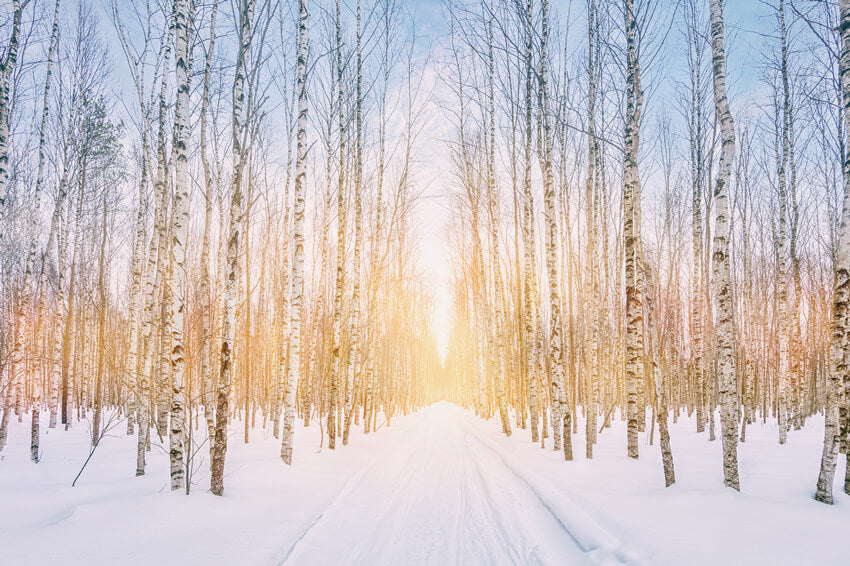 Winter Snowy Forest Park Sunshine Backdrop