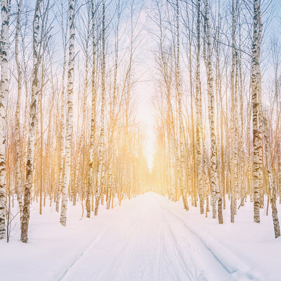 Winter Snowy Forest Park Sunshine Backdrop M11-47