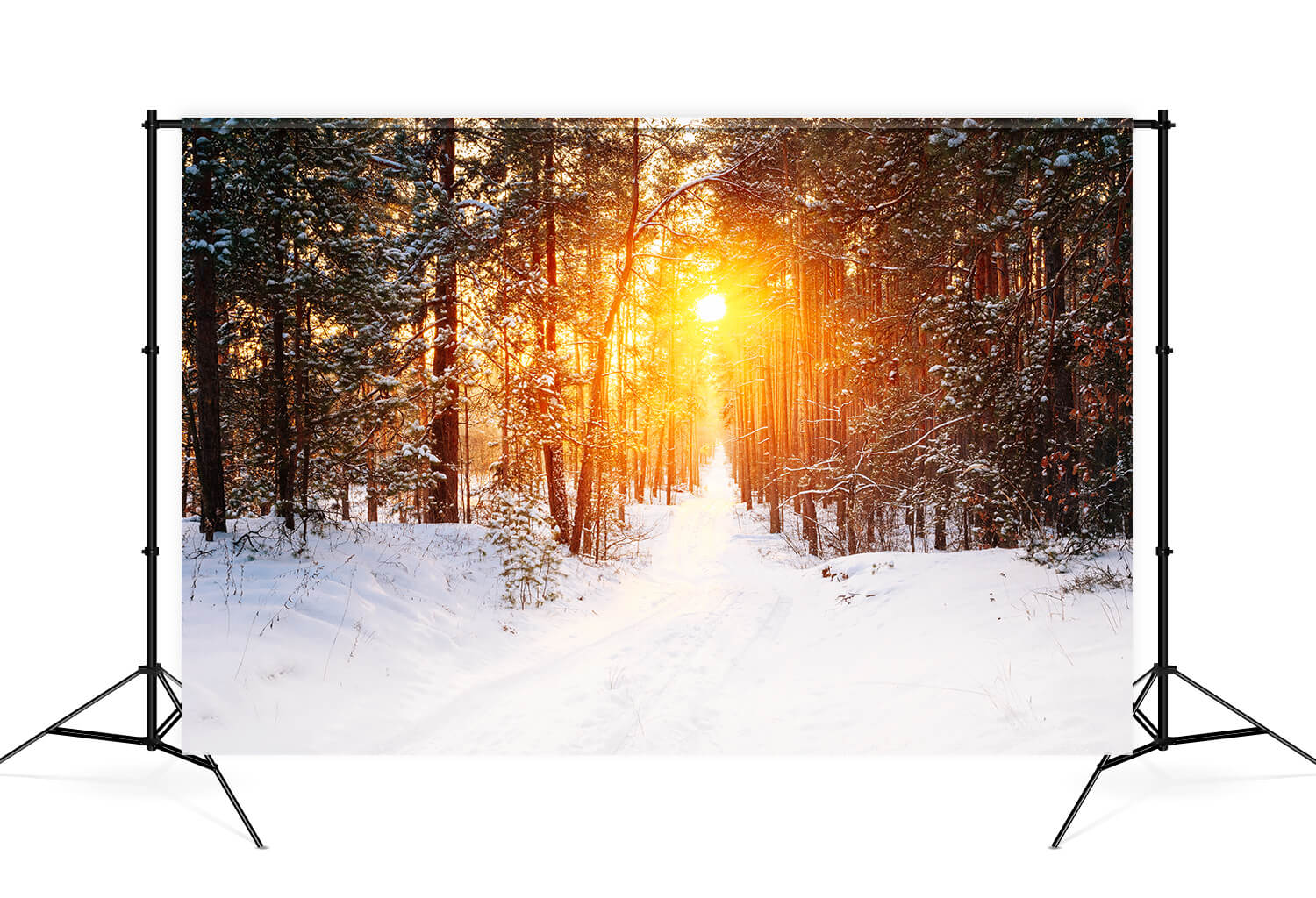 Winter Forest Sunrise Glow Landscape Backdrop M11-65