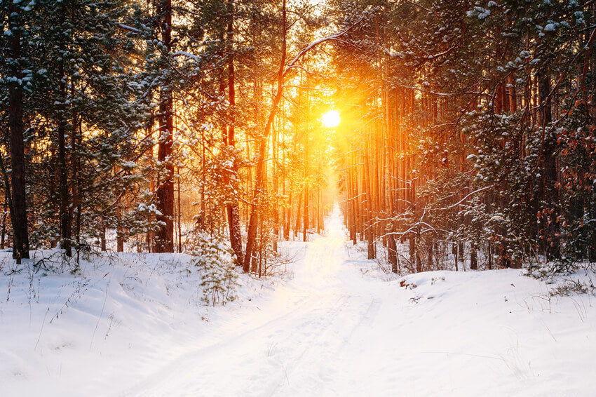 Winter Forest Sunrise Glow Landscape Backdrop