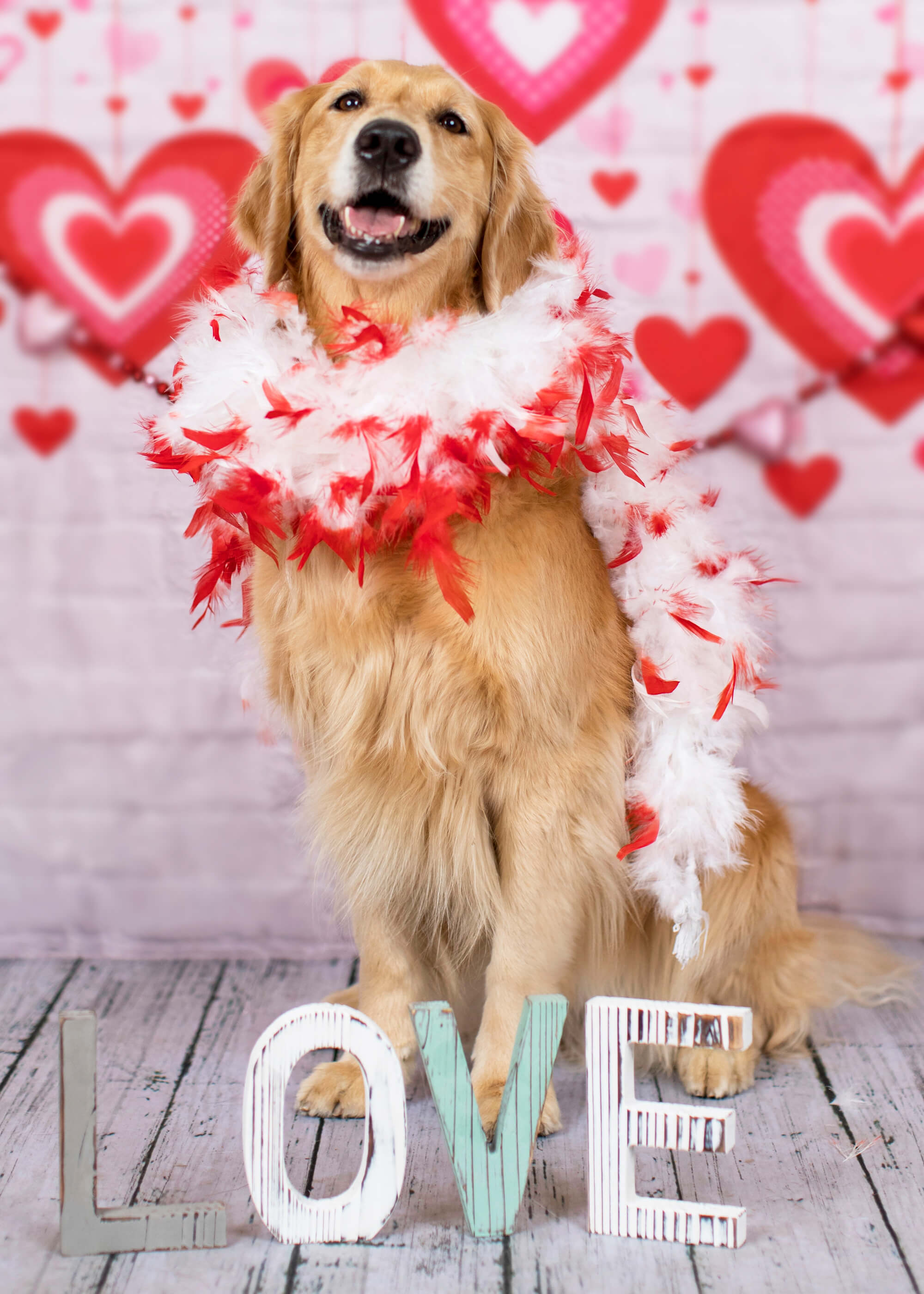 Valentine's Day Red Heart Decoration white brick wall Backdrop M12-13