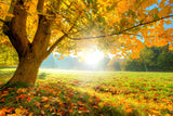 Maple Tree Autumn Scenery Photography Backdrop