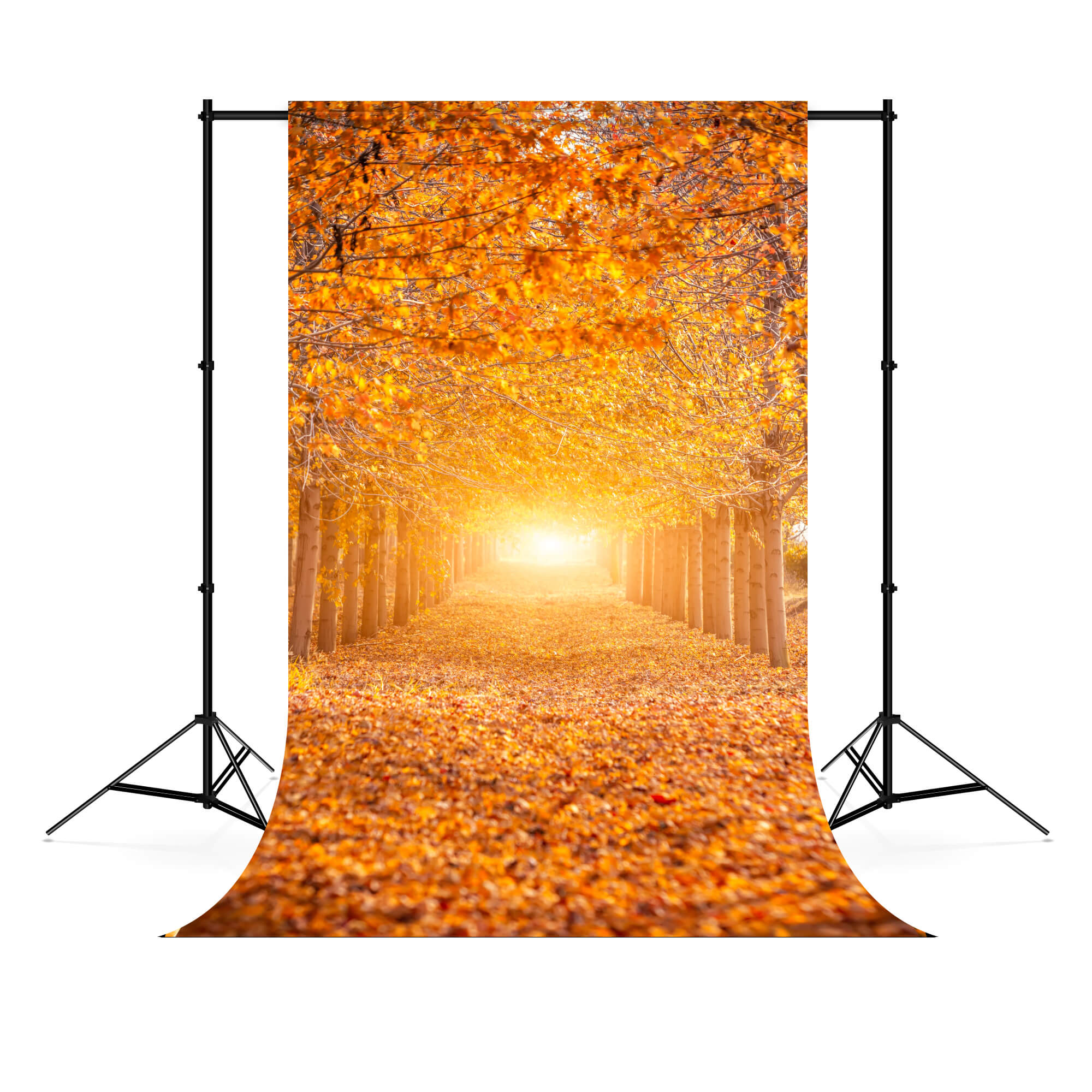 Autumn Forest Sunshine Maple Trees Backdrop M6-104