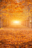 Autumn Forest Sunshine Maple Trees Backdrop