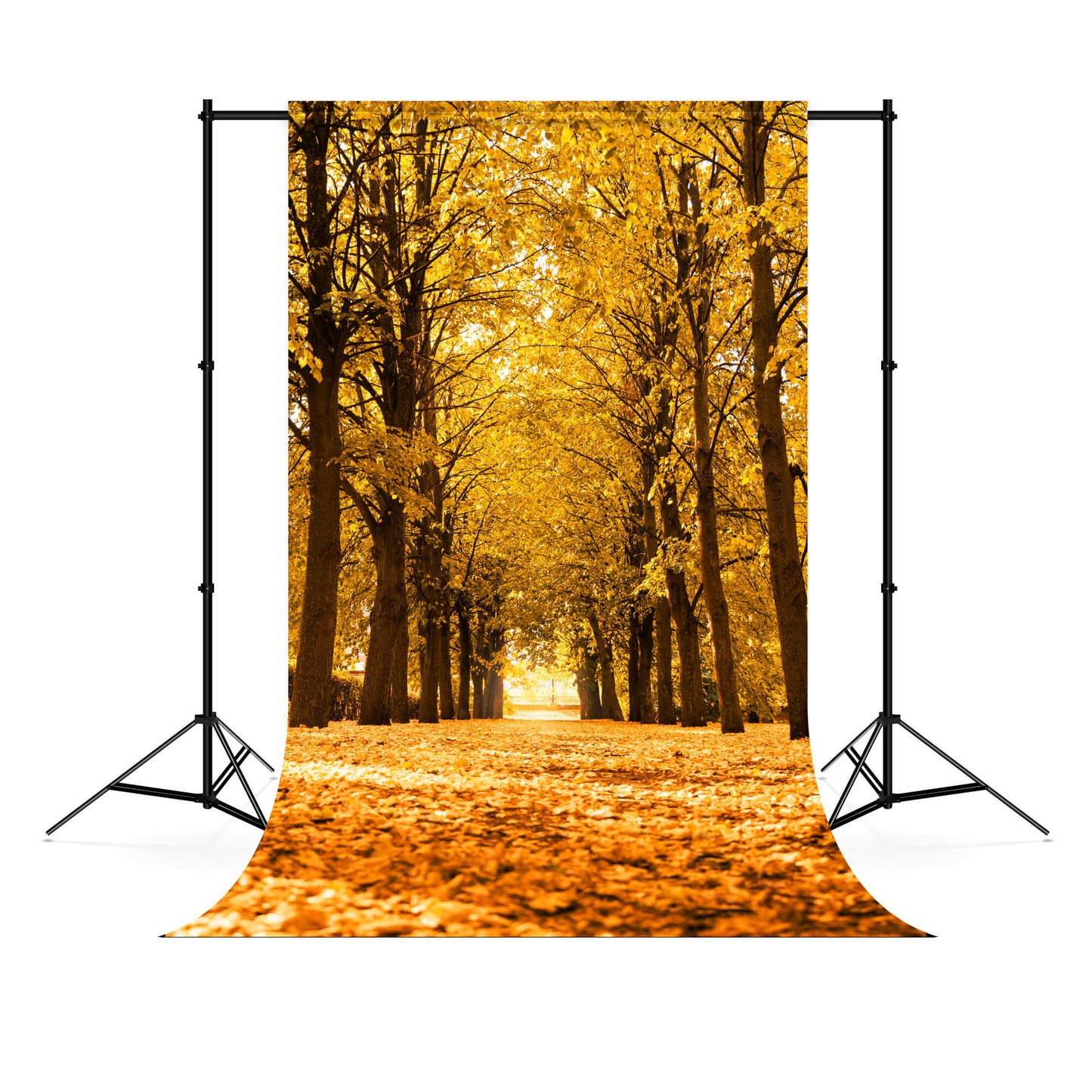 Autumn Landscape Alley Trees Sunlight Backdrop M6-105