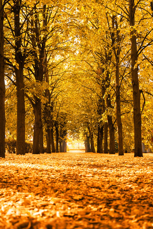 Autumn Landscape Alley Trees Sunlight Backdrop