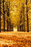 Autumn Landscape Alley Trees Sunlight Backdrop