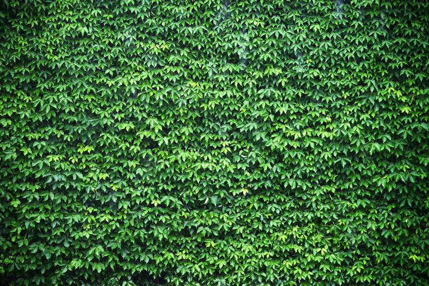Green Ivy Wall Backdrop for Photo Booth M6-117