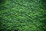 Green Ivy Wall Backdrop for Photo Booth M6-117