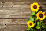 Sunflower Vintage Wood Photography Backdrop M6-13