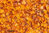 Autumn Golden Maple Leaves Photography Backdrop