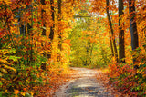 Beautiful Autumn Forest Lane Maple Trees Backdrop