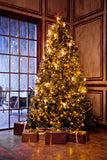 Christmas Tree Window Photography Backdrop M7-15