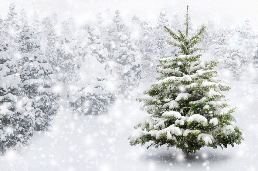 Winter Falling Snowflake Pine Forest Backdrop M7-26