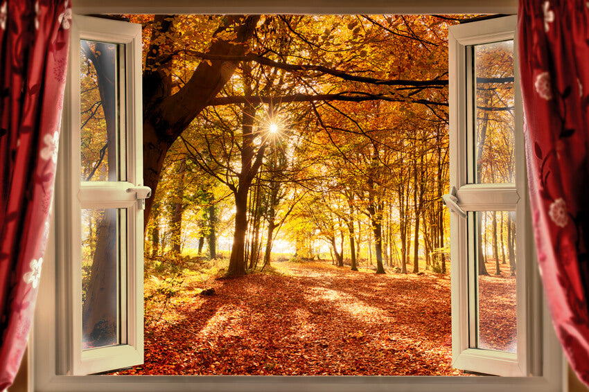 Autumn Forest Sunrise Window Landscape Backdrop M7-81