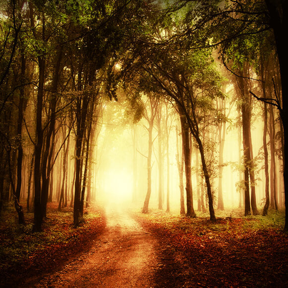 Autumn Misty Path Forest Scenery Backdrop M8-12