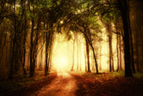 Autumn Misty Path Forest Scenery Backdrop