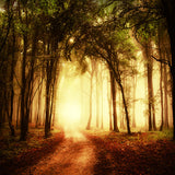 Autumn Misty Path Forest Scenery Backdrop M8-12