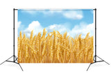 Gold Wheat Field Autumn Harvest Backdrop M8-31