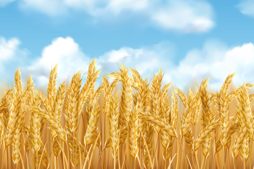 Gold Wheat Field Autumn Harvest Backdrop M8-31