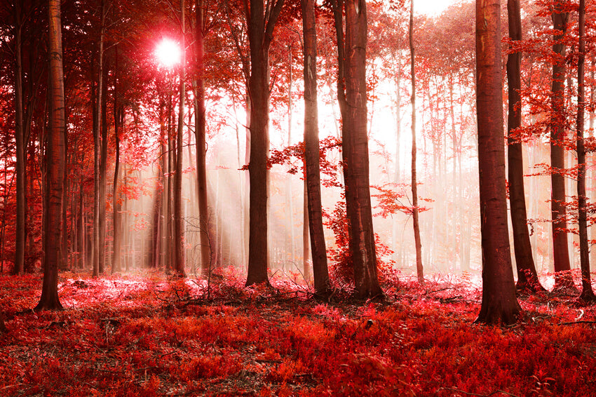 Fall Maple Forest Sunshine landscape Backdrop