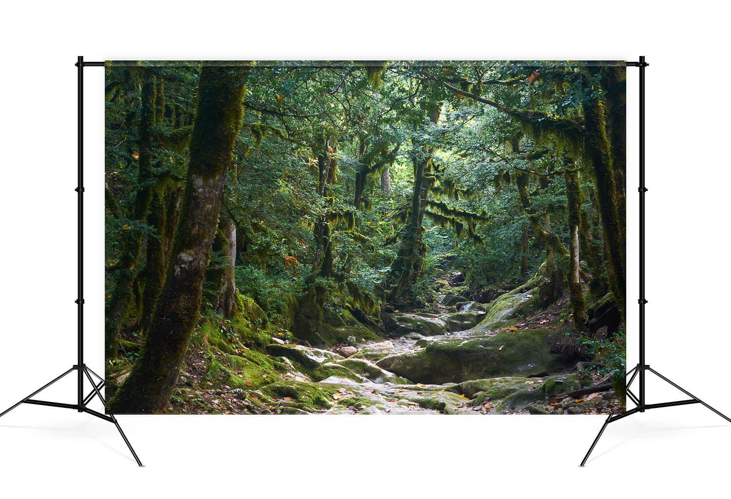 Mysterious Jungle Path Photography Backdrop M9-57